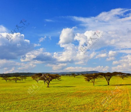 非洲草原图片
