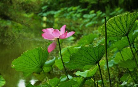 夏日荷花图片