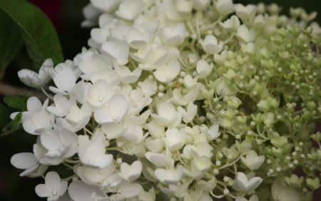 白色花束图片