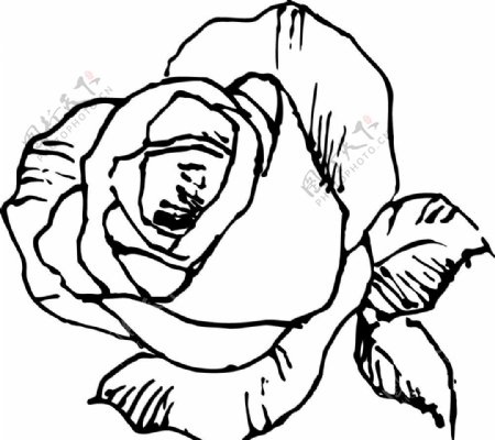玫瑰花矢量图图片