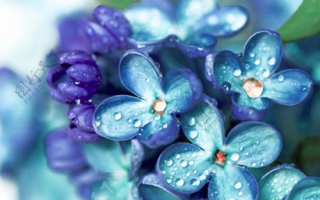 唯美蓝紫色花朵水珠图图片