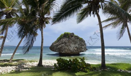 海岛椰树图片