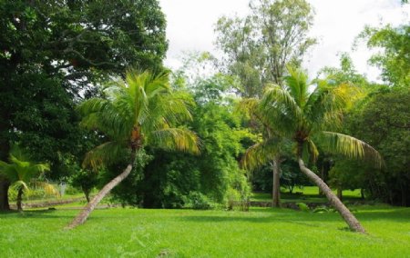 向前延伸的椰子树图片