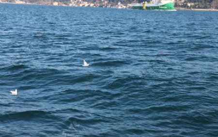 海鸥戏水图片
