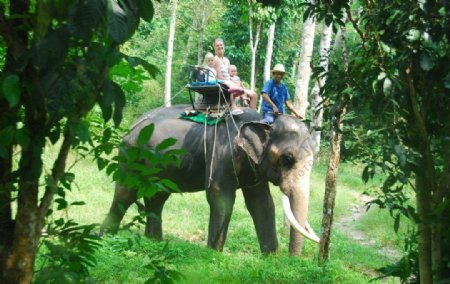 雨林骑大象图片
