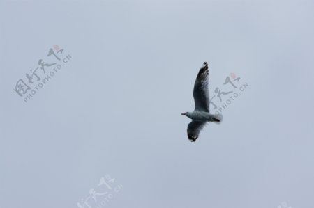 新西兰南岛之自由飞翔的皇家信天翁图片