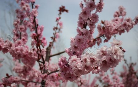 樱花摄影图片