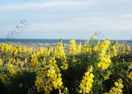 海边的黄色花海图片
