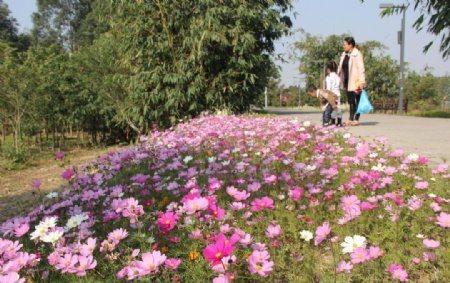 格桑花图片