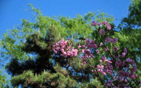 海棠花图片