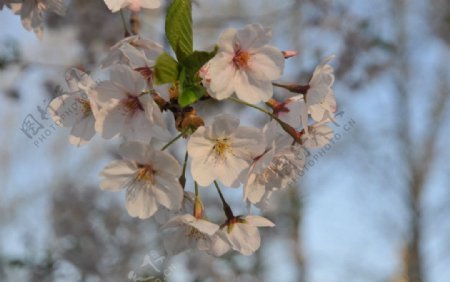 樱花图片