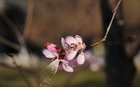 樱花图片