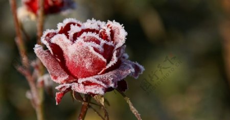 冰霜玫瑰图片
