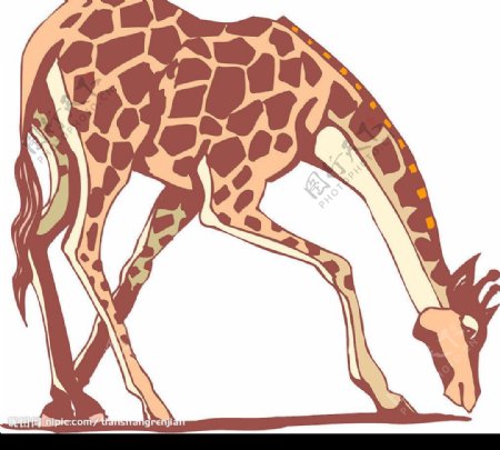 韩国矢量设计素材动物长颈鹿图片
