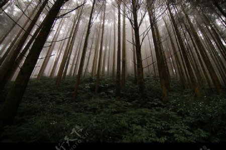 台灣嘉義縣阿里山迷霧般的森林图片