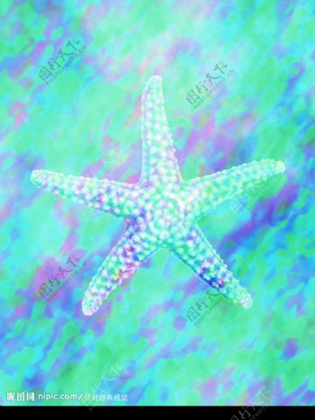 海星底纹图片
