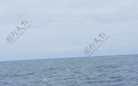 新西兰南岛之展翅飞翔的皇家信天翁图片