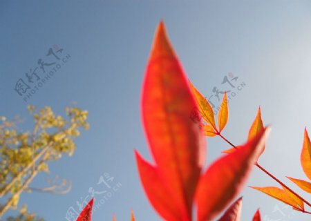 摄影花卉特写自然风光树叶图片