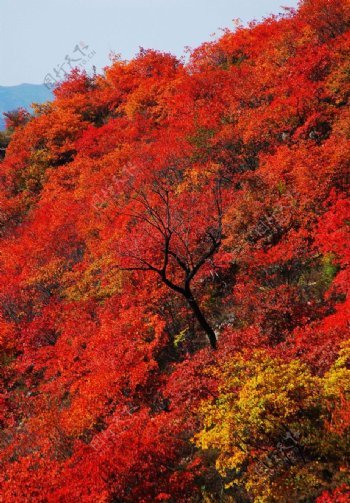 太行山秋色图片