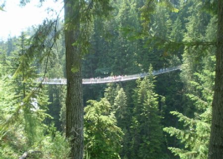 温哥华森林公园之索桥图片
