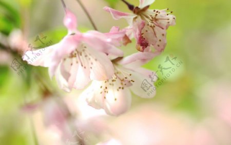 粉色花卉图片