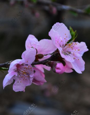 春桃花开图片