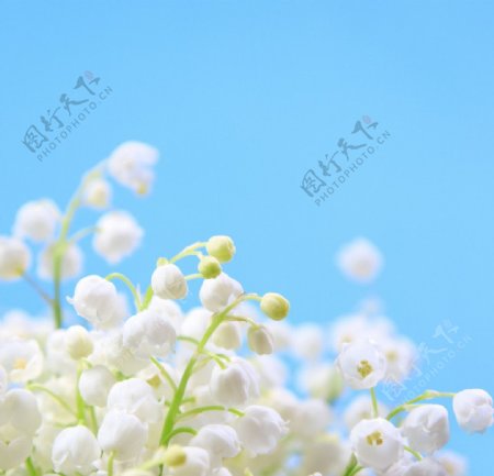 白色铃兰花簇图片
