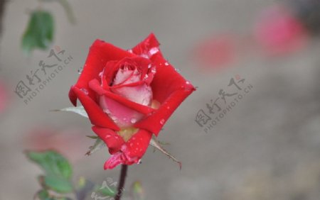 玫瑰图片