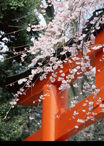 神社上的盛開櫻花图片