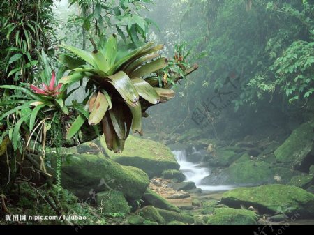 巴西波凯那国家公园热带雨林图片