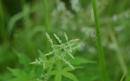 花草图片