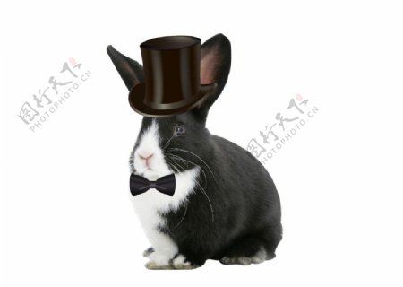 黑兔子绅士兔子图片