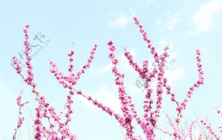 蓝天的花为紫荆花图片