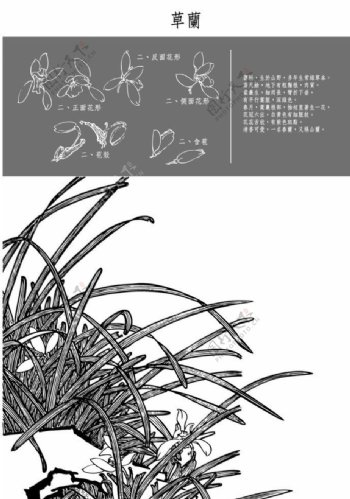 中国风花卉草兰图片