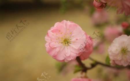 桃花图片