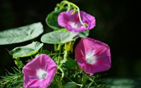 牵牛花图片