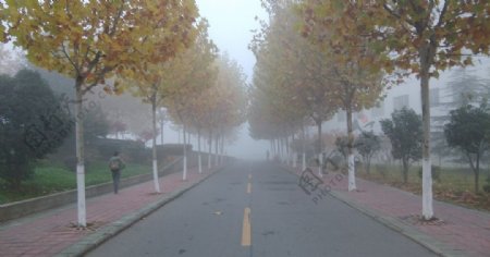深秋雾梧路图片