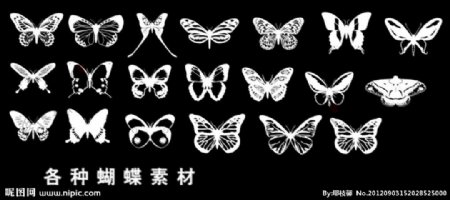 各类蝴蝶素材图片