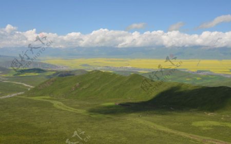 西藏草原油菜花图片