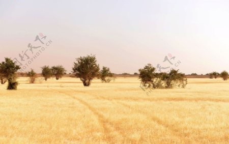 苏丹北喀旱季草原图片