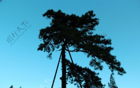 香山之树图片