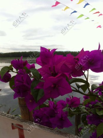 紫色三叶花摄影图片