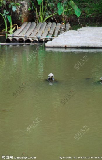 水塘图片