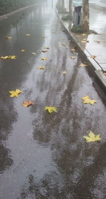 枫叶下雨天图片
