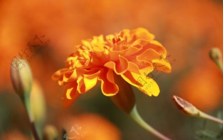 菊花橘黄色花朵图片