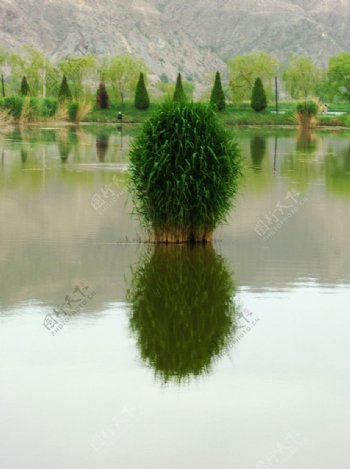水中映树图片