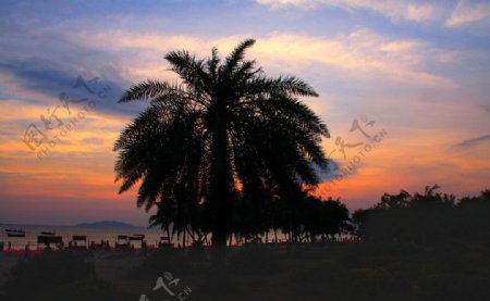 椰林霞光图片