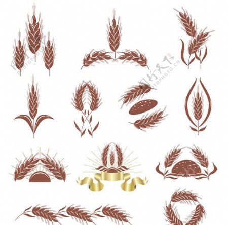 麦穗稻穗图片