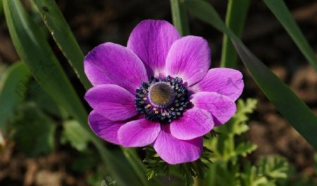 美丽紫色瓜叶菊花图片