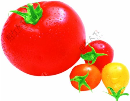 西红柿番茄蔬菜图片